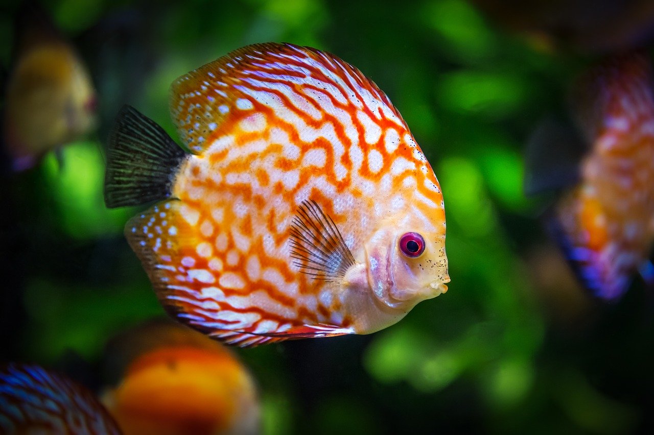 Un poisson d'Avril de Boris Vian - Blog Res'IN